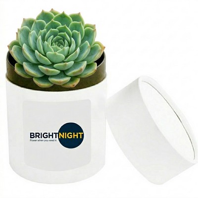 Assorted Succulents in White Round Box